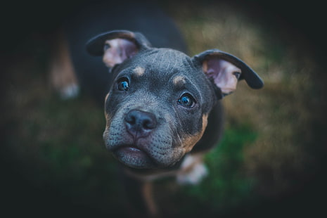 cucciolo di bullo tricolore americano, cane, museruola, occhi, Sfondo HD HD wallpaper