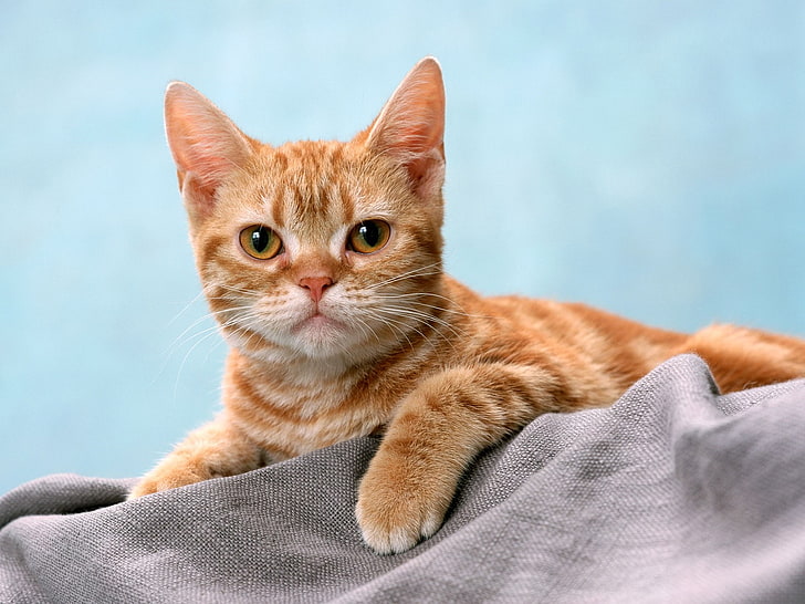 gato felino, HD papel de parede