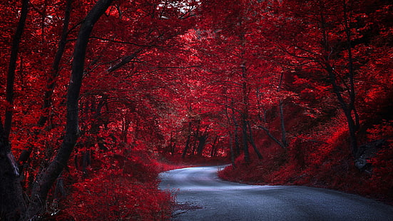 kırmızı orman, sonbahar, kırmızı, doğa, orman, yol, ağaç, yaprakları, odunsu bitki, ormanlık, yaprak döken, koyu kırmızı ormanlar, kırmızı yapraklar, tokyo, japonya, asya, HD masaüstü duvar kağıdı HD wallpaper