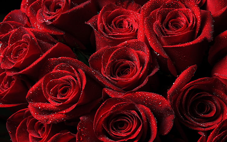 Hermosas rosas rojas flores HD fondos de pantalla descarga gratuita |  Wallpaperbetter