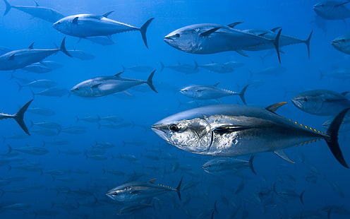 fish, fishes, ocean, sea, Tuna, underwater, HD wallpaper HD wallpaper