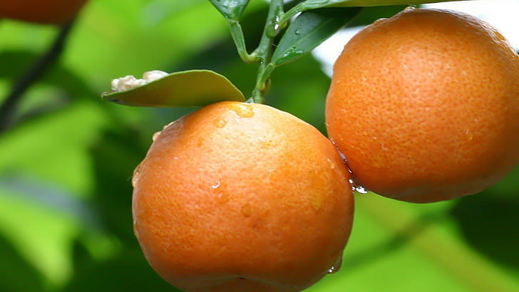 자연, 과일, 오렌지 (과일), HD 배경 화면