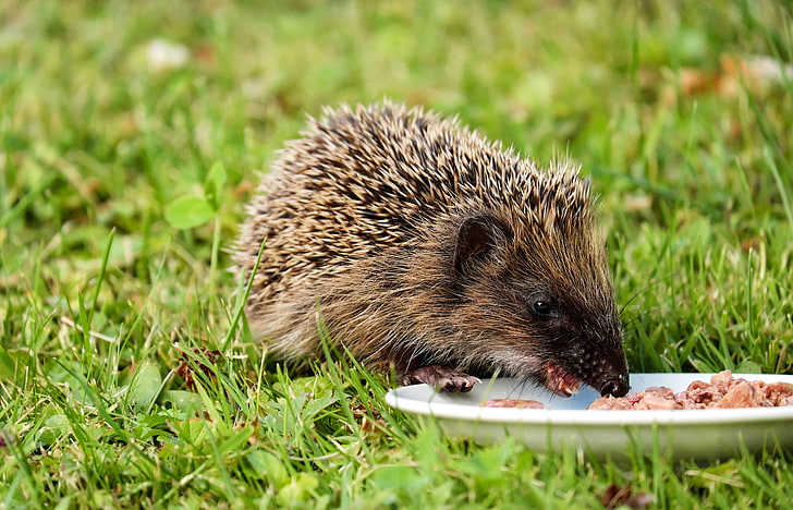 brown hedgehog, hedgehog, dish, food, grass, HD wallpaper