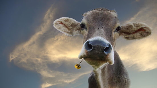 vaca, vaia, cara, cabeça, engraçado, HD papel de parede HD wallpaper