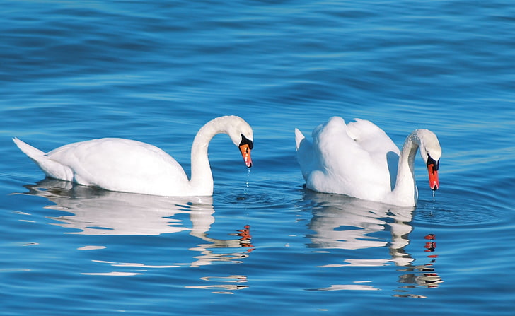 White Swans, Animals, Birds, Blue, Swans, White, Water, Pair, Reflection, Feeding, HD wallpaper