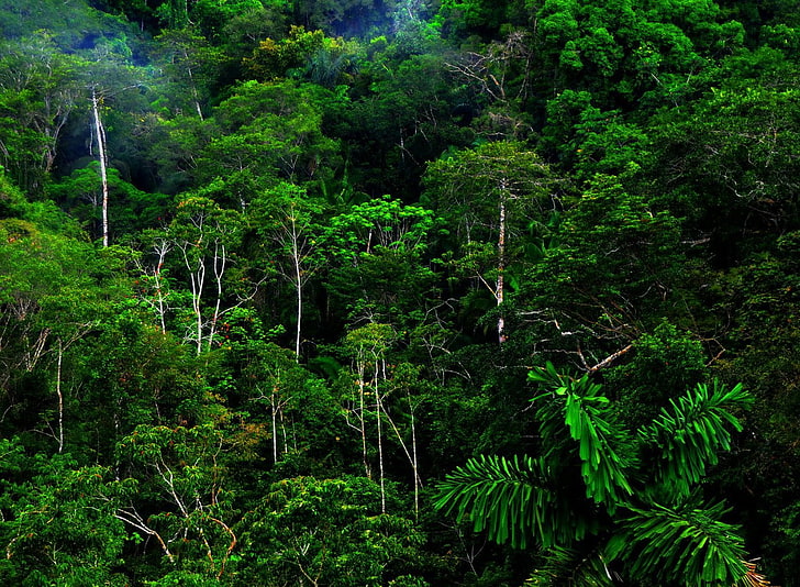 alam, hutan, pohon, hutan hujan, hutan, hijau, dedaunan, Wallpaper HD