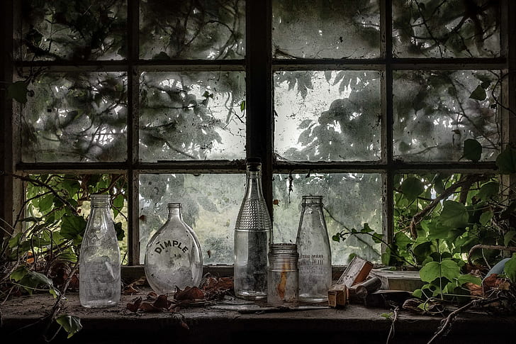 растения, бутылки, окна, натюрморт, HD обои