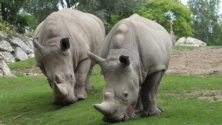 rhinocéros, animaux, Fond d'écran HD