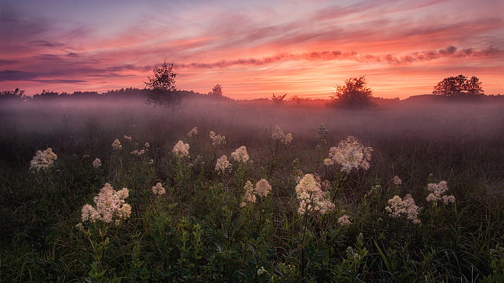 misty, dawn, field, morning, flowerfield, wildflower, sunrise, red sky at morning, mist, landscape, red sky, HD wallpaper