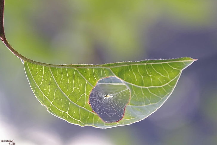 พืชใบสีเขียว, ภาพระยะใกล้ของแมงมุมที่มีเว็บบนใบไม้, ธรรมชาติ, แมโคร, ใกล้ชิด, ใบไม้, แมงมุม, ใยแมงมุม, เบลอ, ความลึกของสนาม, วอลล์เปเปอร์ HD
