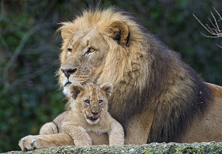 brown lion, cats, Leo, lion, пара ©Tambako The Jaguar, HD wallpaper