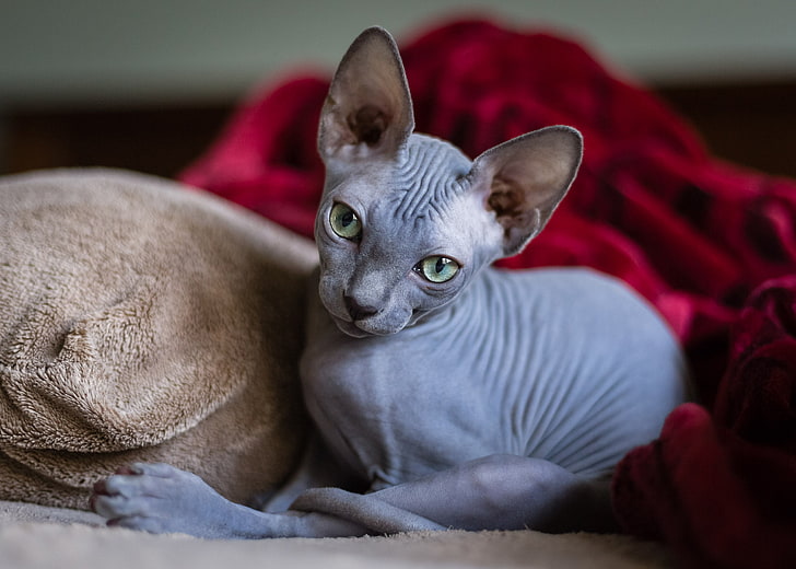 gray sphinx cat, cat, look, Sphinx, HD wallpaper
