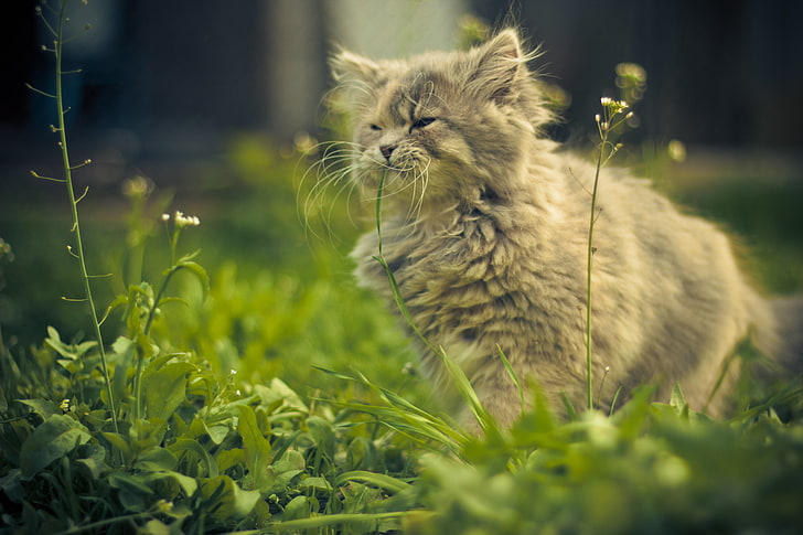 Long-fur gray cat, cat, summer, grass, serenity, Vista, HD wallpaper |  Wallpaperbetter