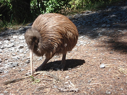 oiseau incapable de voler sans ailes le kiwi animaux oiseaux HD Art, oiseau incapable de voler, pas d'ailes, Fond d'écran HD HD wallpaper