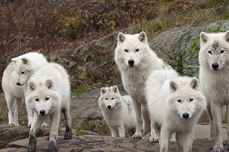 arctic, carnivore, fur, pack, predator, wilderness, wolf, HD wallpaper HD wallpaper