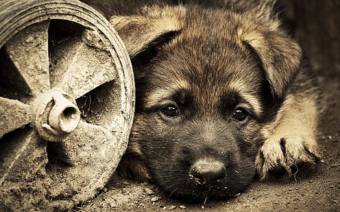 krótkowłosy brązowy pies, zwierzęta, pies, Tapety HD HD wallpaper