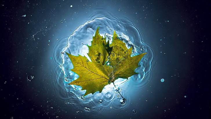nature, leaves, maple leaves, closeup, underwater, water, bubbles, lights, HD wallpaper