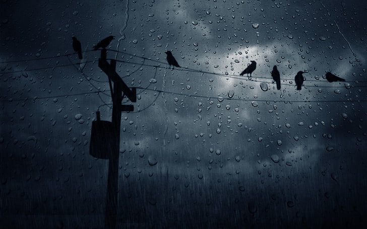 deszcz ptaki elektryczność wrony elektryczne przewody 1280x800 Animals Birds HD Art, PTAKI, deszcz, Tapety HD