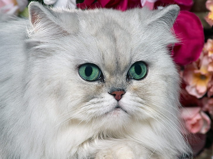 cinza gato persa, gato, peludo, focinho, HD papel de parede