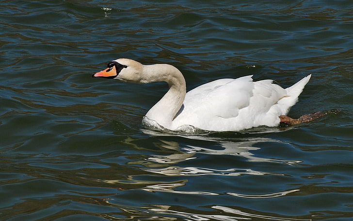 white goose, swan, water surface, bird, HD wallpaper