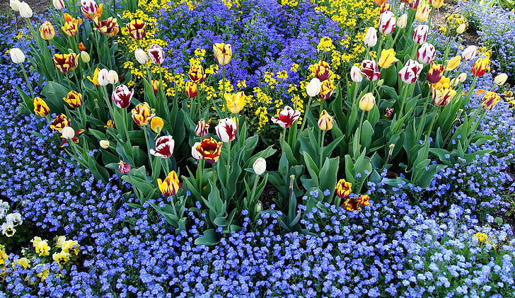 assorted flower field, tulips, flowers, different, small, flowerbed, pattern, HD wallpaper