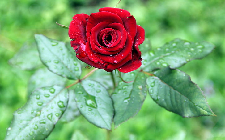 Jeden czerwony kwiat róży, zielone liście, krople wody, jeden, czerwony, róża, kwiat, zielony, liście, woda, krople, Tapety HD