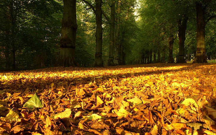 Autumn Leaves on the Ground, dried leaves, Nature, Autumn, HD wallpaper