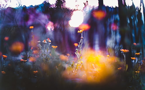 pittura astratta, fotografia di messa a fuoco selettiva del letto fiori d'arancio, fiori, macro, profondità di campo, bokeh, natura, Sfondo HD HD wallpaper
