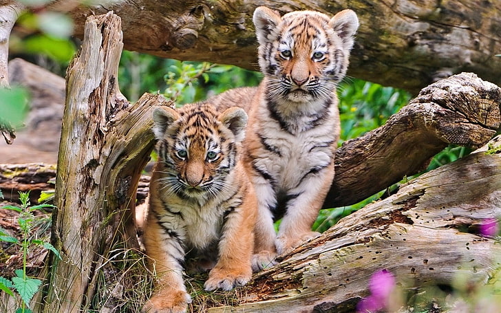 two brown tiger cubs, tigers, steam, wood, young, HD wallpaper