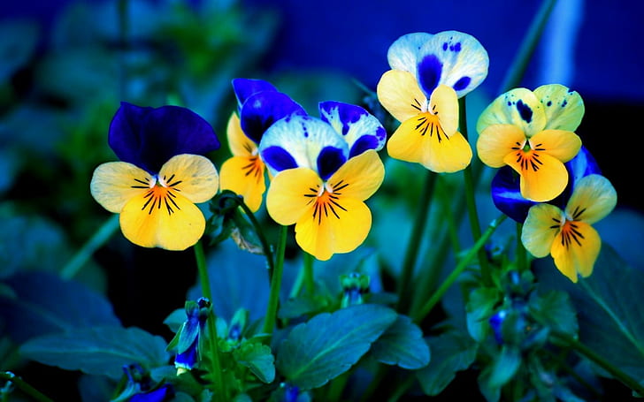 Виола Pansee, жълто-сини петилирани цветя, viola Pansee, цветя, HD тапет