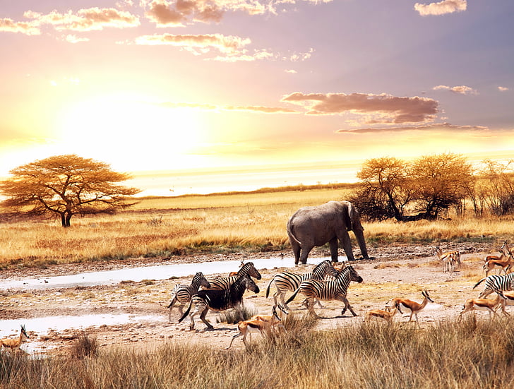 стадо от различни породи животни, африканска савана, африкански слонове, зебри, елени, 4K, 8K, HD тапет