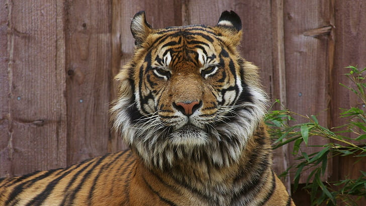 Staring Tiger, tiger, staring, angry, animals, HD wallpaper