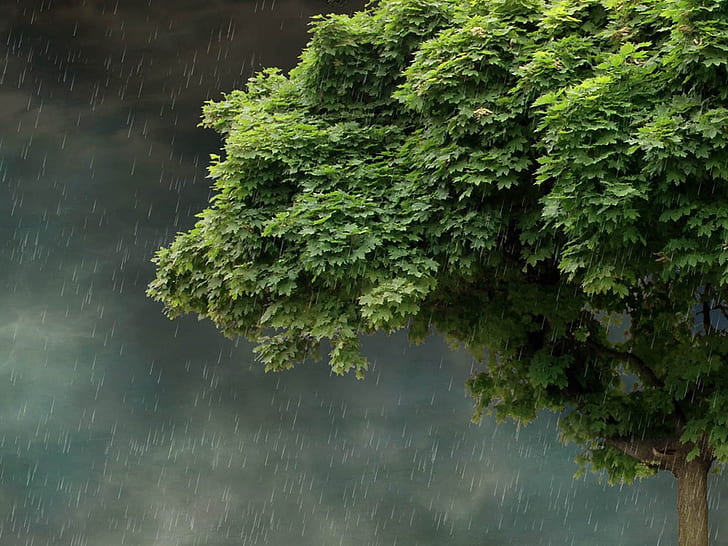 Summer rain HD wallpapers free download | Wallpaperbetter