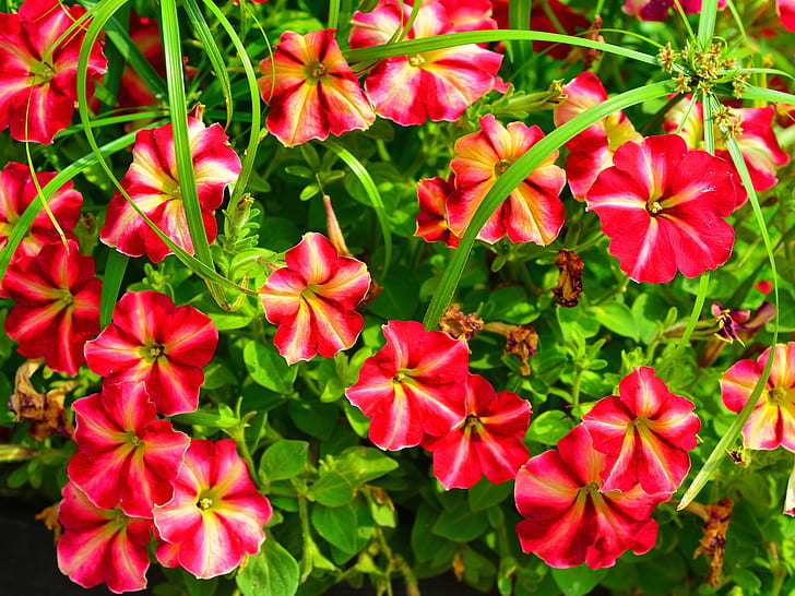Petunia, fiori rossi, Petunia, rosso, fiori, Sfondo HD
