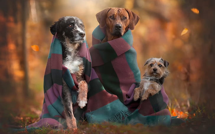 Autumn, dogs, family, Autumn, Dogs, Family, HD wallpaper