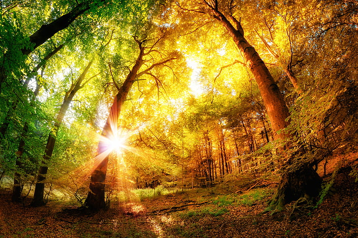 outono, outono, paisagem, folha, folhas, natureza, árvore, HD papel de parede