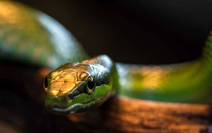 危険なヘビ、緑と黒のヘビ、動物、ヘビ、 HDデスクトップの壁紙