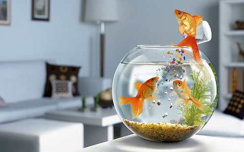 pecera de vidrio transparente, pez, acuario, natación, mesa, vidrio, Fondo de pantalla HD HD wallpaper
