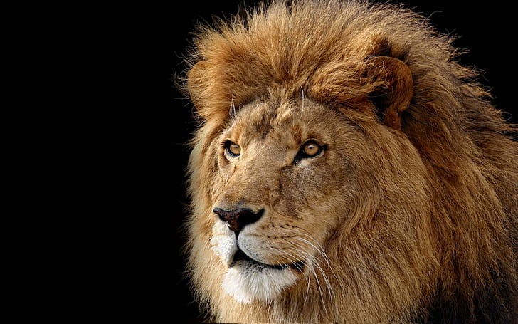 Lion The Ruler, face, mane, king, lion, ruler, animals, HD wallpaper