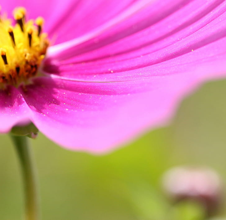 purple flower petal, myth, purple flower, flower petal, pink, cosmos, shadow, petals, macro, blur, bokeh, soft focus, know by now, euphemism, out of focus, band, sharp, inch, life, do I, I need, my name, go on, france, photo, nature, plant, flower, close-up, petal, summer, pink Color, beauty In Nature, springtime, HD wallpaper
