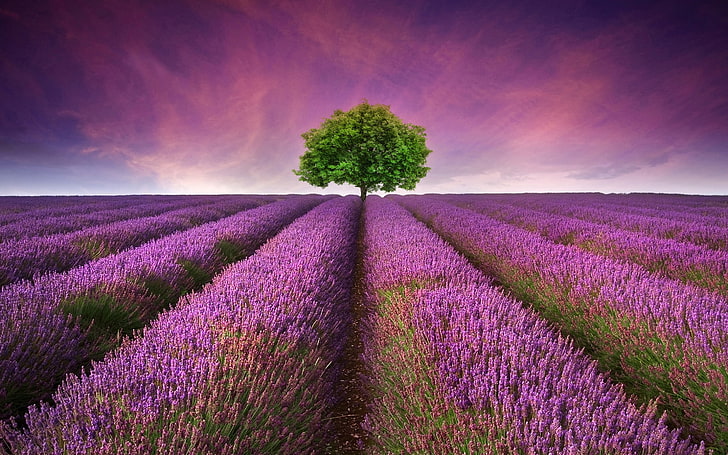 Lavender Field Tree, row of lavenders, Nature, Landscapes, tree, flowers, field, landscape, HD wallpaper