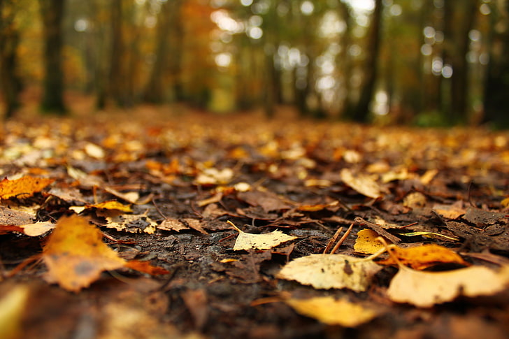 秋、秋、箔、風景、葉、葉、自然、木、 HDデスクトップの壁紙