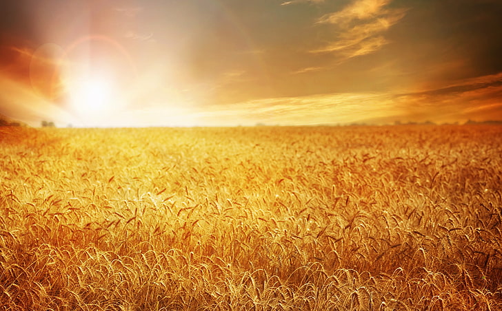 crop field, wheat, field, sunset, nature, HD wallpaper