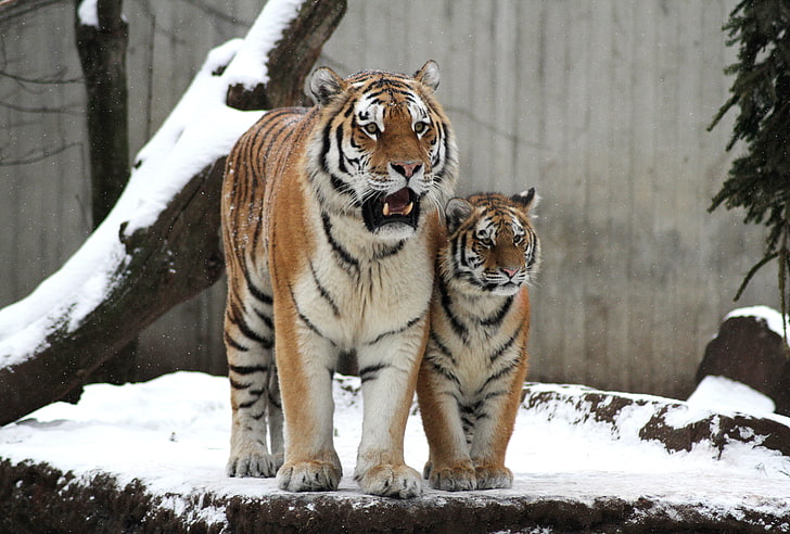 две бяло-черно-жълти тигрица и дете, котка, сняг, тигър, семейство, двойка, дете, коте, тигрица, Амур, HD тапет