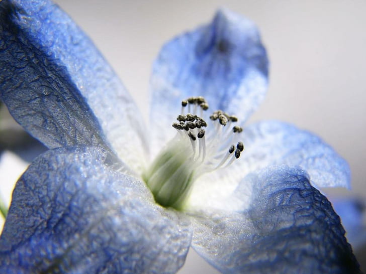 Macro Blu.Jpg, pianta, fiore, fioritura, 3d ed estratto, Sfondo HD