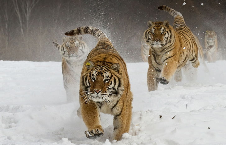 зима, бег, животные, сибирский тигр, большие кошки, природа, снег, пейзаж, HD обои