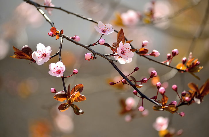 cherry blossom tree, leaves, macro, flowers, branches, nature, tree, spring, Sakura, flowering, HD wallpaper