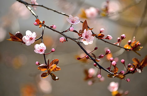 körsbärsblomsträd, löv, makro, blommor, grenar, natur, träd, vår, Sakura, blommande, HD tapet HD wallpaper