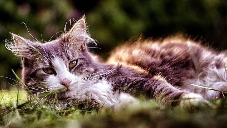 tilt-shift photography of long-fur gray and white cat laying on green grass during daytime, tilt-shift photography, long, fur, gray, white cat, green grass, daytime, Cat  Chat, Portrait, Pentax, SMC, f1.7, Sony A6000, Zhongyi, Turbo II, domestic Cat, pets, animal, cute, nature, kitten, grass, outdoors, mammal, domestic Animals, small, HD wallpaper