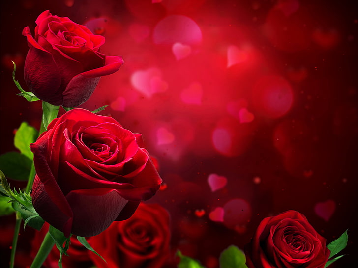 red rose flower, photo, Flowers, Roses, Burgundy, HD wallpaper